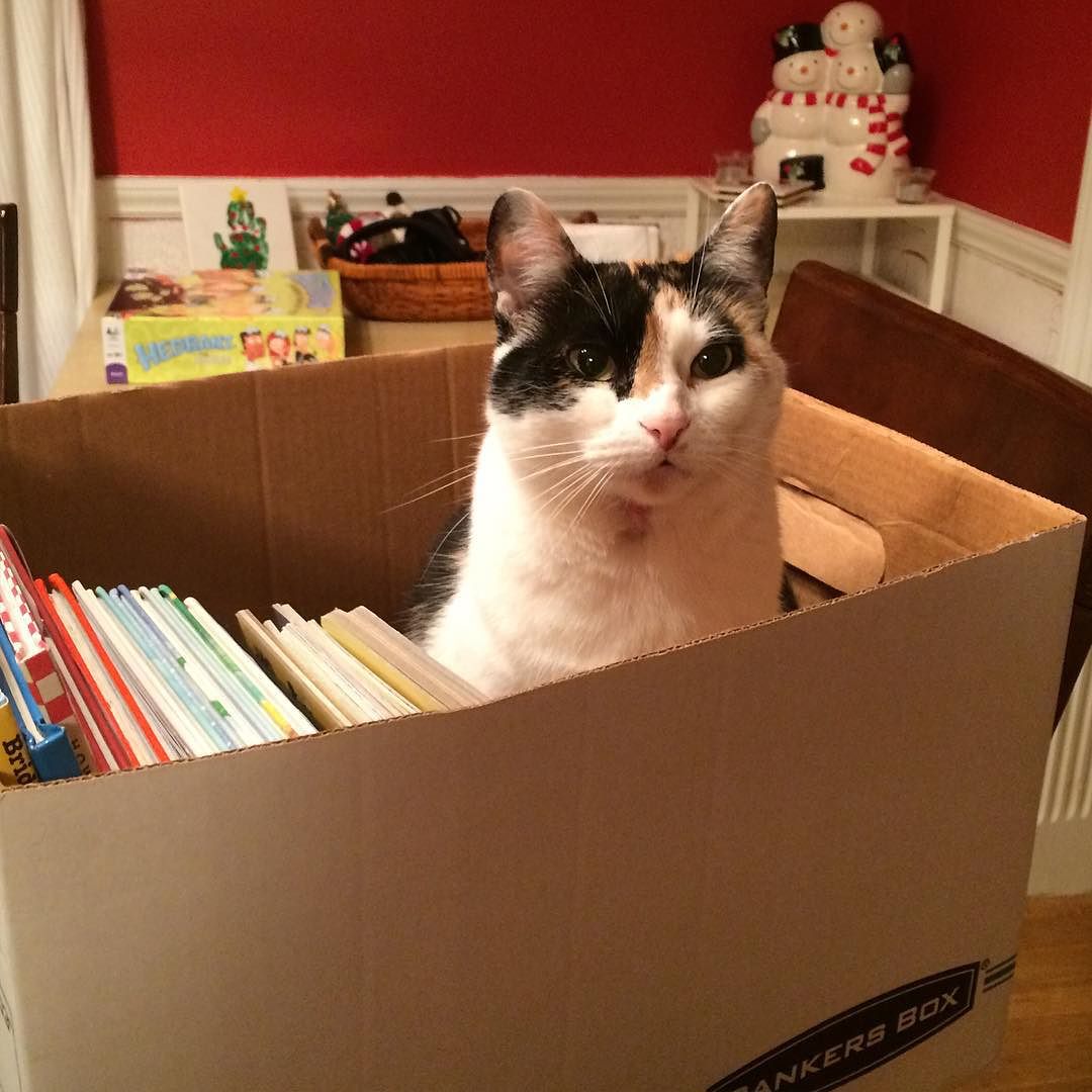 Dear Teri, Larry, Emily & Rachael, thanks for fun framily time & this box of goodies! Love, Newton Cat